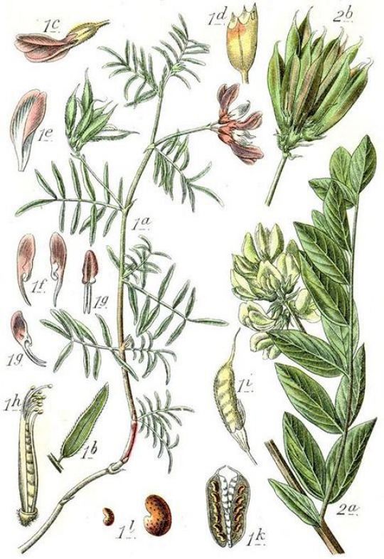 Astragalus Pflanze