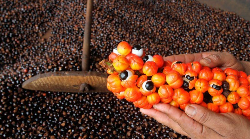 Guarana Herstellung/ Trocknung