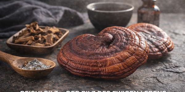 Le champignon Reishi - le champignon de la vie éternelle