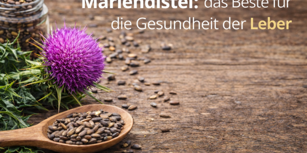Mariendistel: die Beste für die Gesundheit der Leber  
