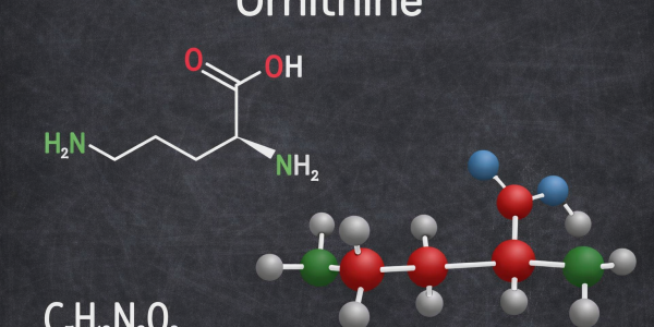 Von Muskelaufbau bis Erholung: Die vielseitige Wirkung von Ornithine für Sportler