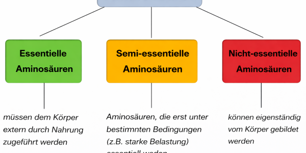 Aminosäuren: Die Bausteine des Lebens im Detail