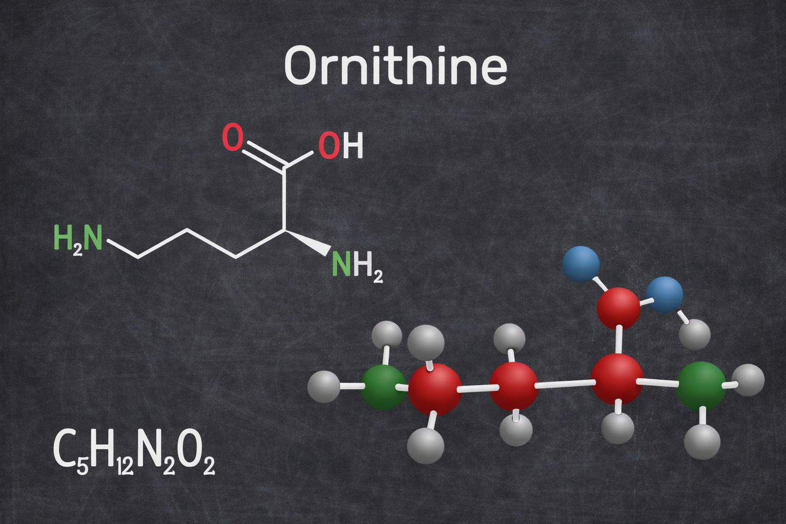 Von Muskelaufbau bis Erholung: Die vielseitige Wirkung von Ornithine für Sportler