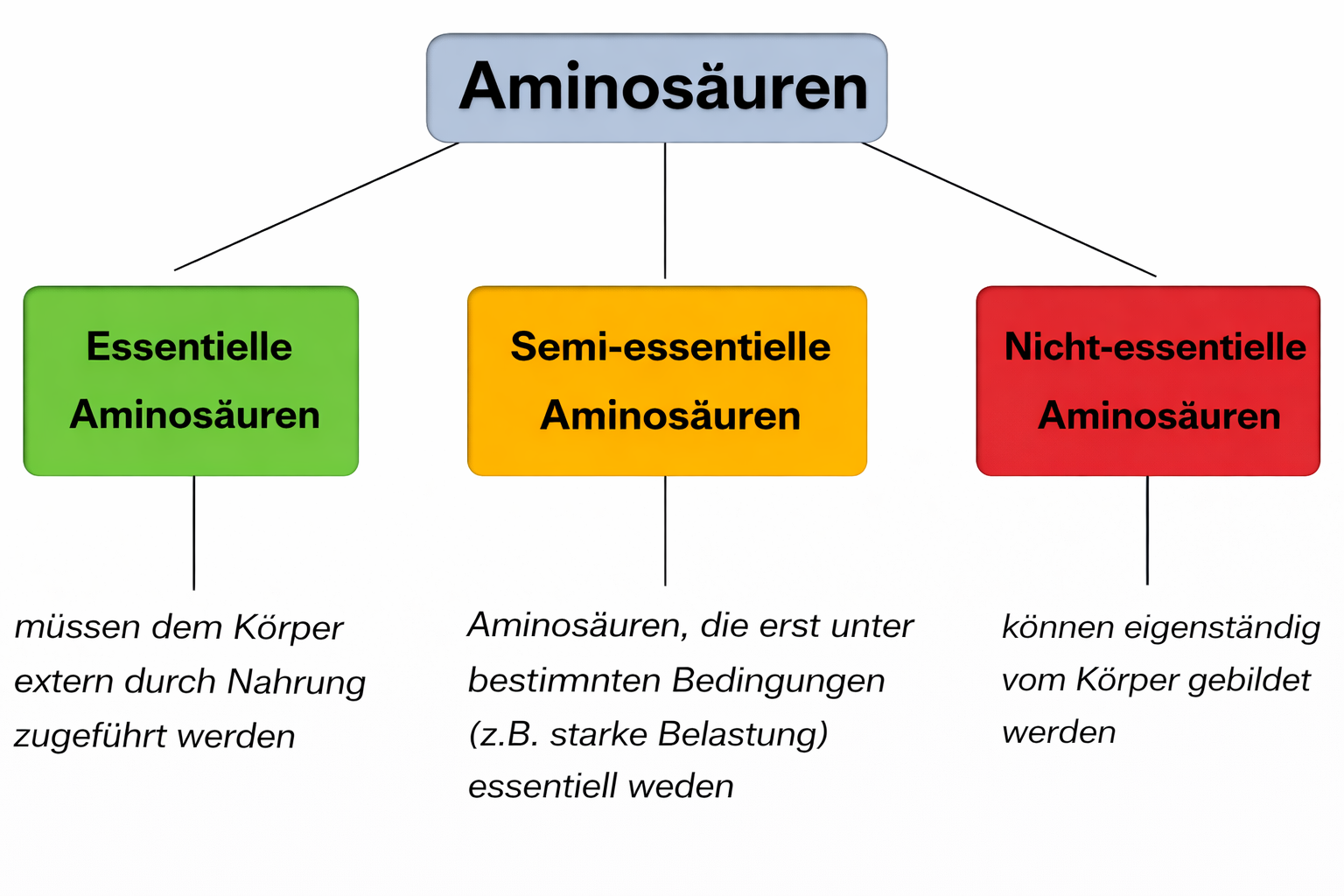 Aminosäuren: Die Bausteine des Lebens im Detail