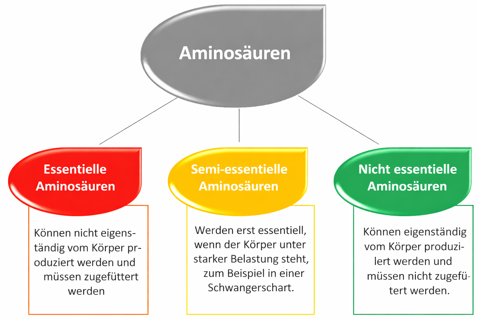 Les acides aminés essentiels et leurs effets : ta clé pour améliorer tes performances sportives